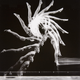 Illustration for article titled Chronophotography: The Photos That Revealed The Secrets Of Motion